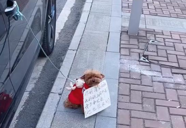 女子临时停车将狗拴车门上,并给汪挂上纸牌,看清后:也太机智了