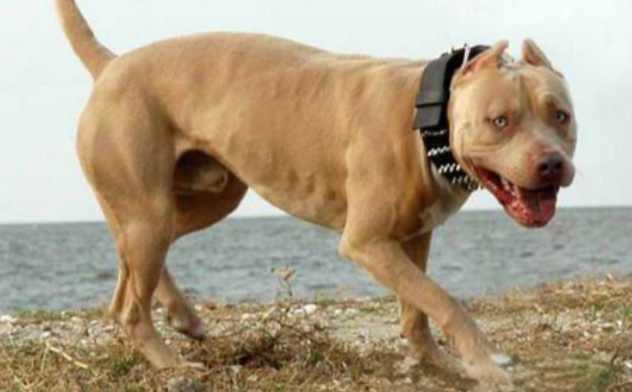 美国跨州斗狗团伙被破获：89只狗重获新生