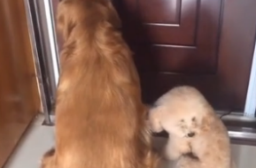 主人外出后,狗狗一直在大门口守着,这一幕真令人泪崩