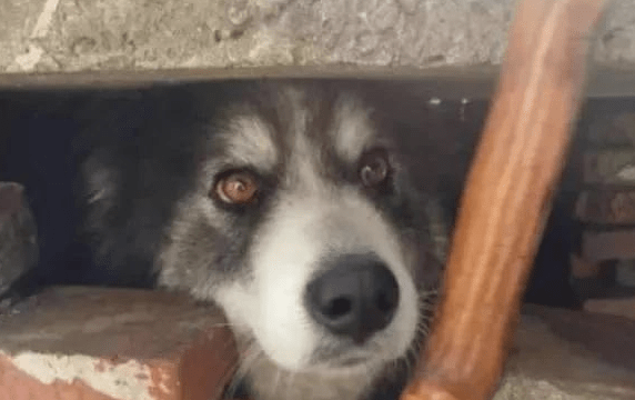 哈士奇乡村被中华田园犬“欺压”生下狗子颜值高!