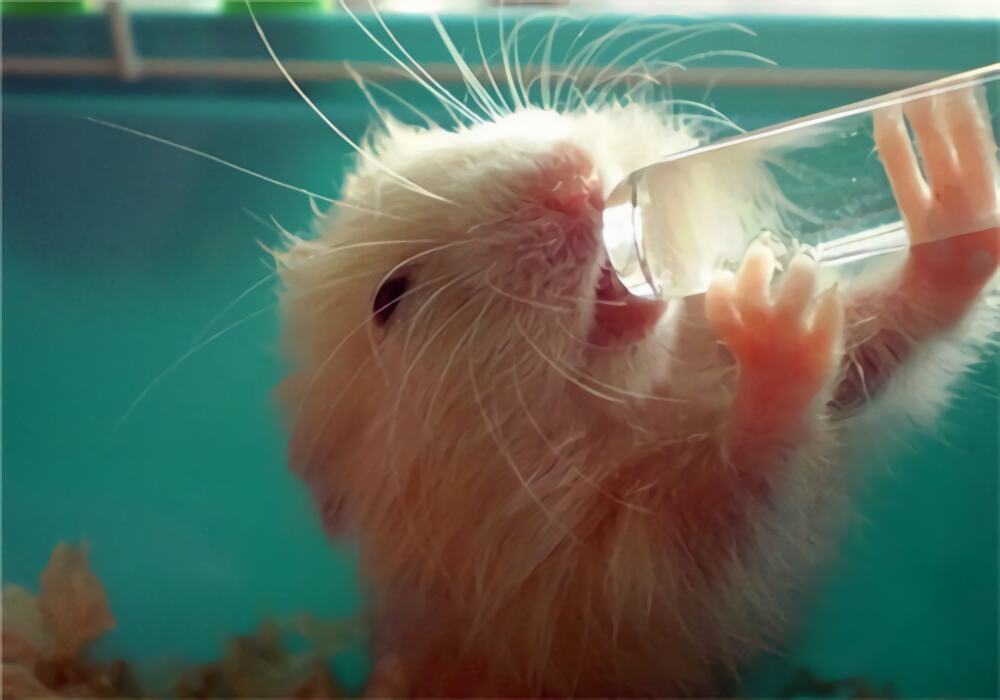 西施熊身份信息