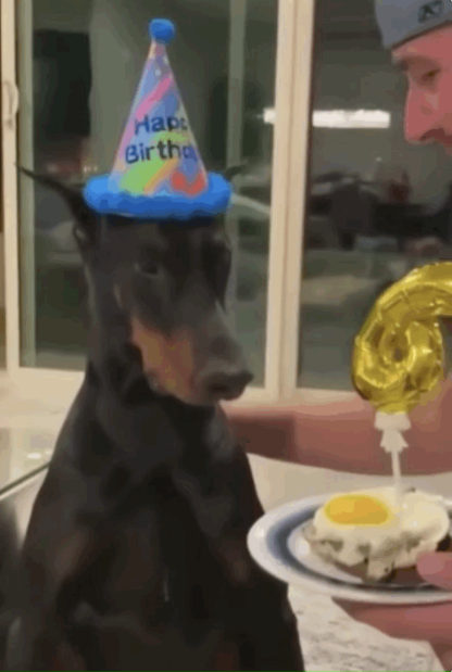 爆笑!狗子过生日满眼都是吃的,主人示爱被忽略......