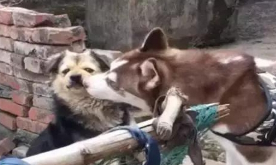 土狗被二哈“戏弄”,摆手就打一巴掌,哈士奇秒怂变“软蛋”