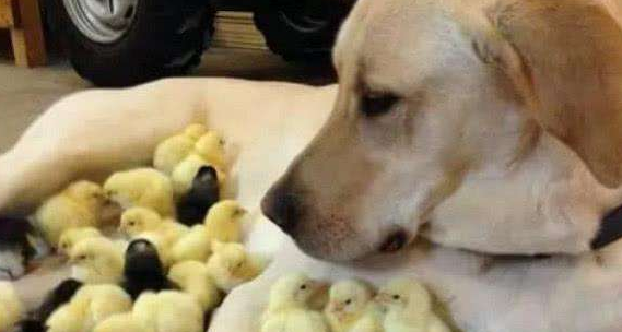 金毛小鸡 | 金毛犬和雏鸡仔 竟能如此和谐