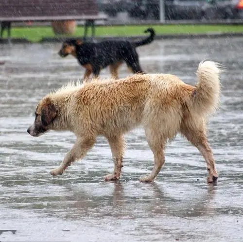 疾病缠身的狗妈坚持喂奶，当看到救援人员后，它哀嚎嘱咐人类帮忙