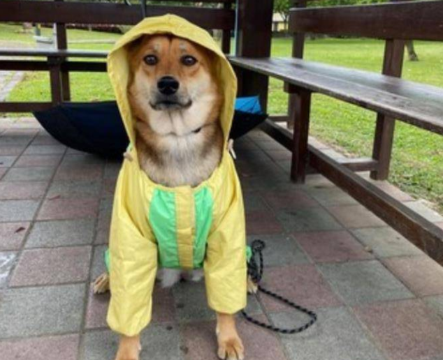 遛狗时突遇暴雨,主人用垃圾袋给它做雨衣,狗狗都要哭了