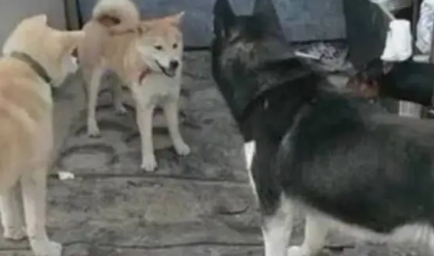 哈士奇被柴犬欺负,于是二哈找来大哥帮忙,结果柴犬尴尬了