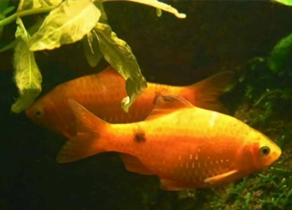 黑斑鲫身份信息