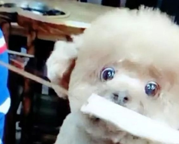 网友带上泰迪在饭桌上結果让狗狗看见自身吃麻辣烫