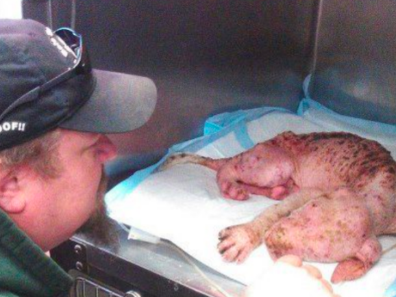 一个怕给狗花钱治病的人，却被它真情触动，自掏腰包成立爱心组织