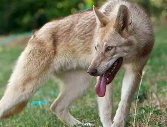 野狼偷羊遭受牧羊犬,霸者碰面立即打架斗殴,摄像镜头纪录少见全过程!
