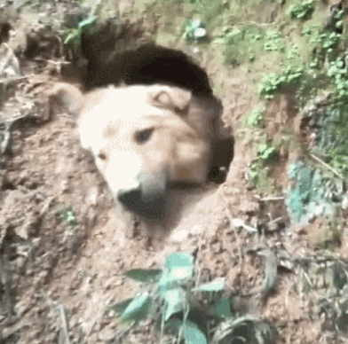 狗狗自己刨洞消夏避暑主人一天都没找到网民:五百年了,西天取经人还没有到吗