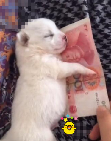 小奶狗晚上睡觉竟怀着这东西，猫奴笑说话，与生俱来的“守财奴”啊！