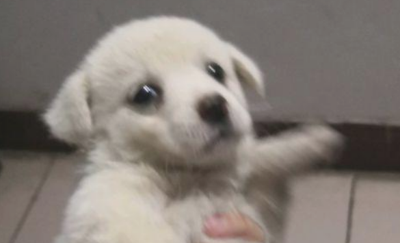 喂流浪犬点吃的后,殊不知狗狗如何赶都不动,那一刻女生忍不住泪流满面