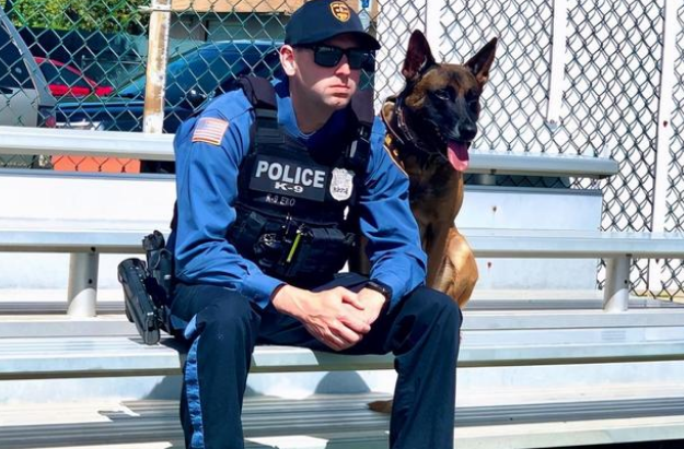 这警犬简直表情包！网友：它下班后跟我家傻狗差不多