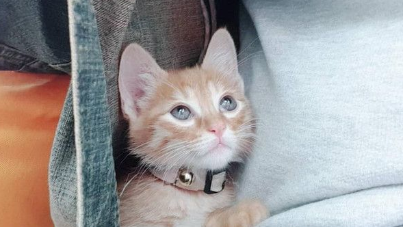 霸王猫在家爆气顶嘴 外出躲进外套折手手泛泪