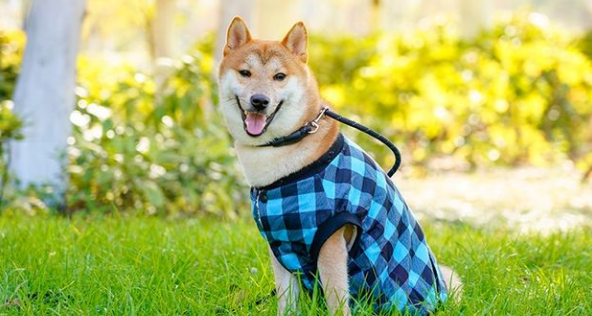 定点大小便训练,25天纠正柴犬随处大小便不良行为