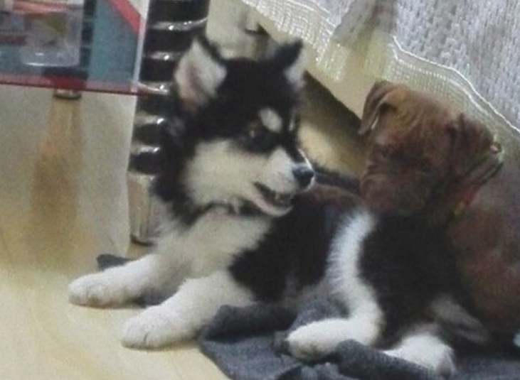 二哈摇身一变化身为军犬,狗生做到巅峰之战