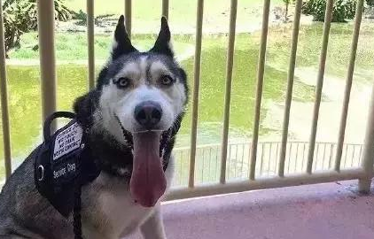 笑一笑,这只二哈真的当上搜救犬啦,可算是给二哈长脸了
