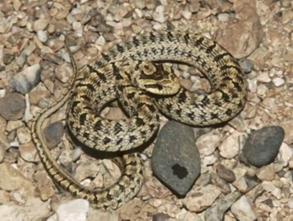 白条锦蛇身份信息