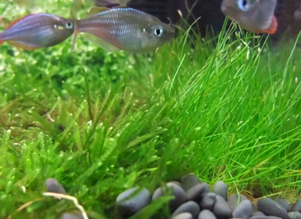 电光美人鱼身份信息