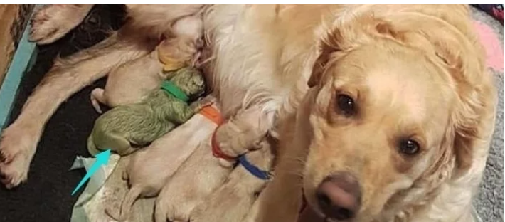 母狗生下宝宝,可当母狗看见狗宝宝后,瞬间望着主人怀疑狗生