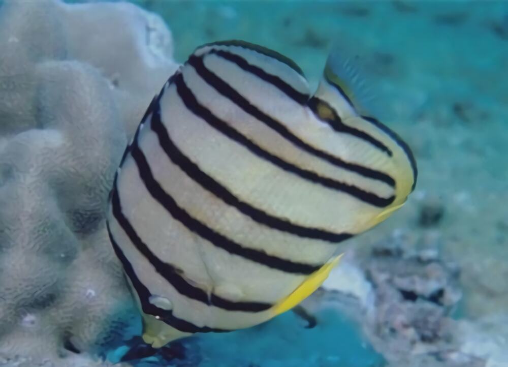 八带蝴蝶鱼身份信息