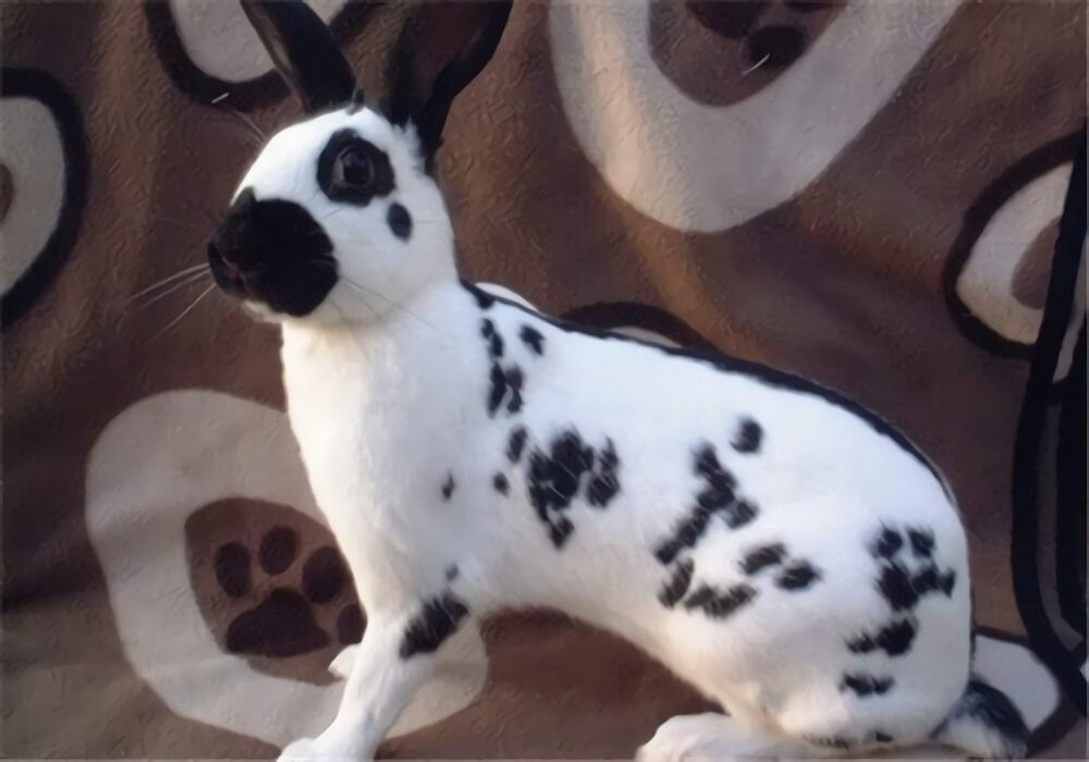 大麦丁兔身份信息