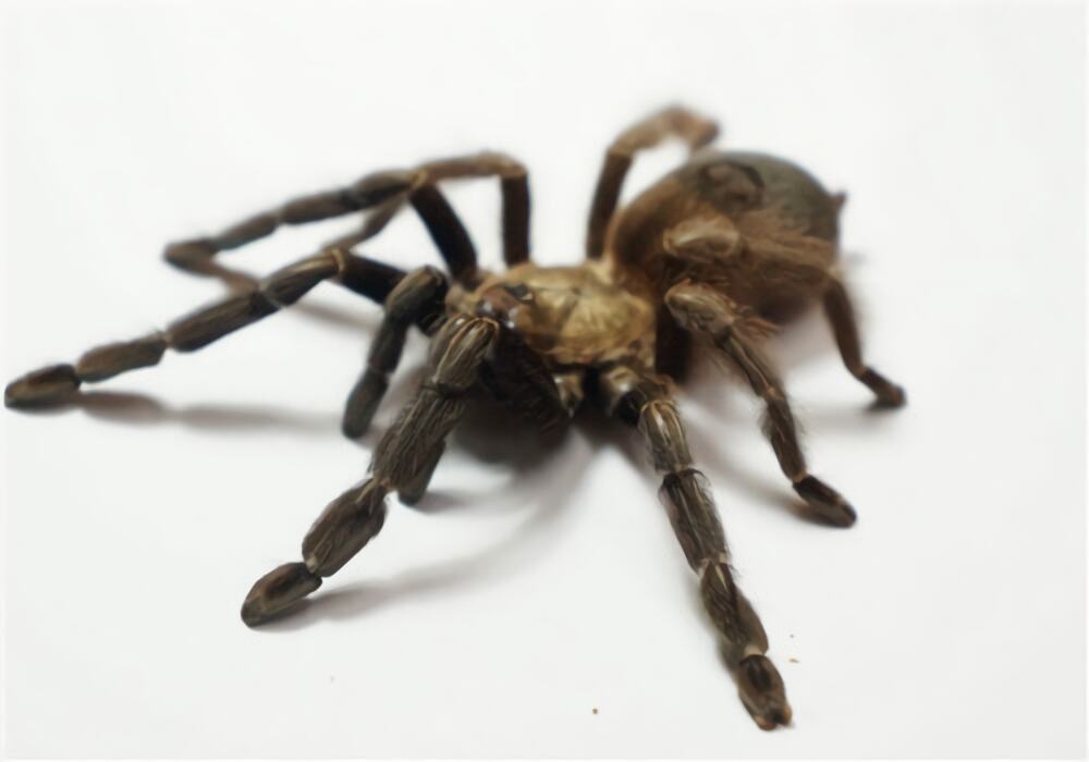 哥斯达黎加橙嘴身份信息