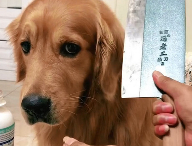 狗狗闹脾气不服药,主人取出水果刀秒怂,金毛:刀学会放下我吃便是