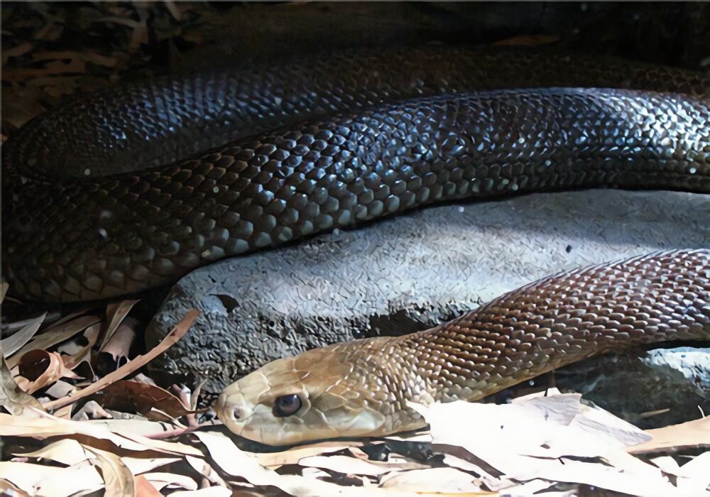 太攀蛇身份信息