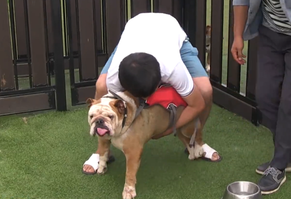 小鹦鹉每天吐物品给小狗吃，小狗照单全收，年胖24斤愁坏主人家