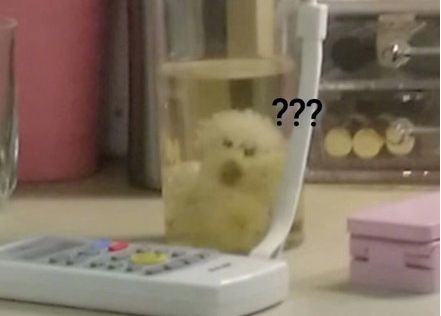 你有没有听说过茶杯犬?这个茶杯犬有点特殊啊