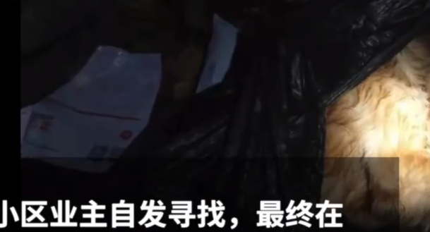 男子深夜醉酒后虐狗,女儿目睹全过程,女儿哀求:爸爸,狗狗死了