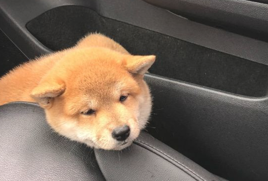 网友带柴犬出去玩,下车发觉不见了,当见到它的样子笑了