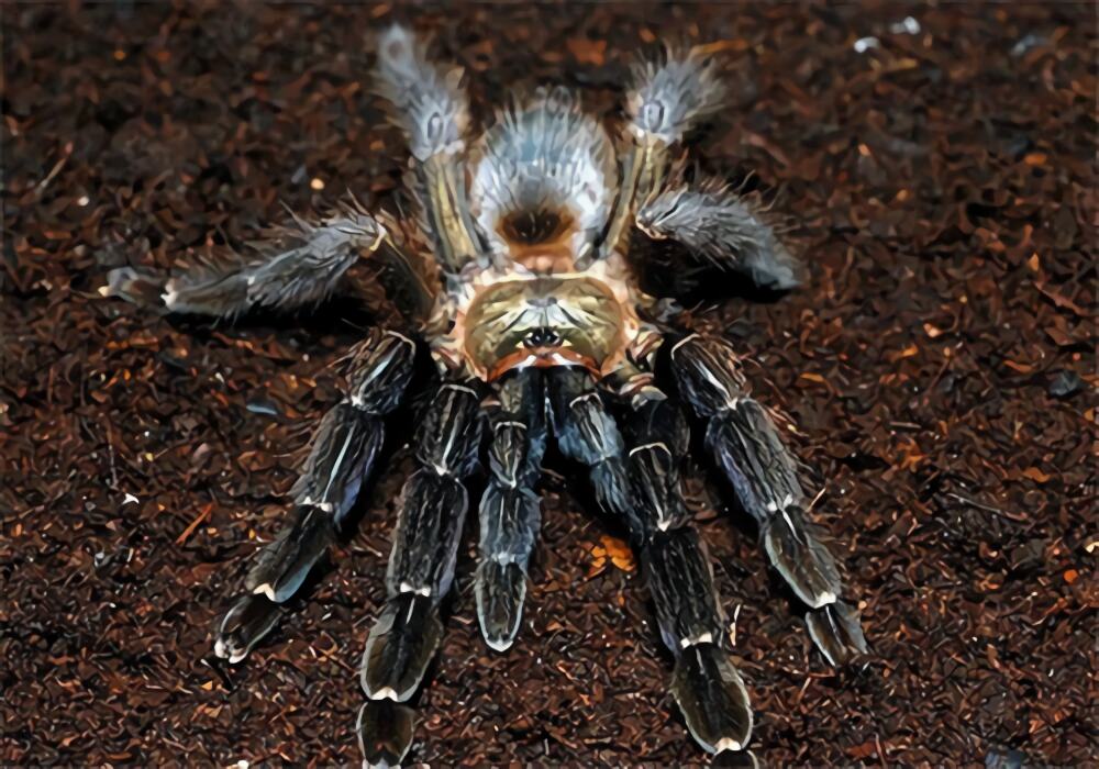 哥斯达黎加橙嘴身份信息