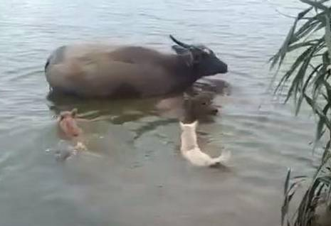 2只土狗下河欺负水牛,牛妈护子心切出招,网友:不死也得残