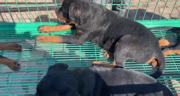 冷门烈性犬罗威纳竟还能卖到1万6？网友：大哥太牛了