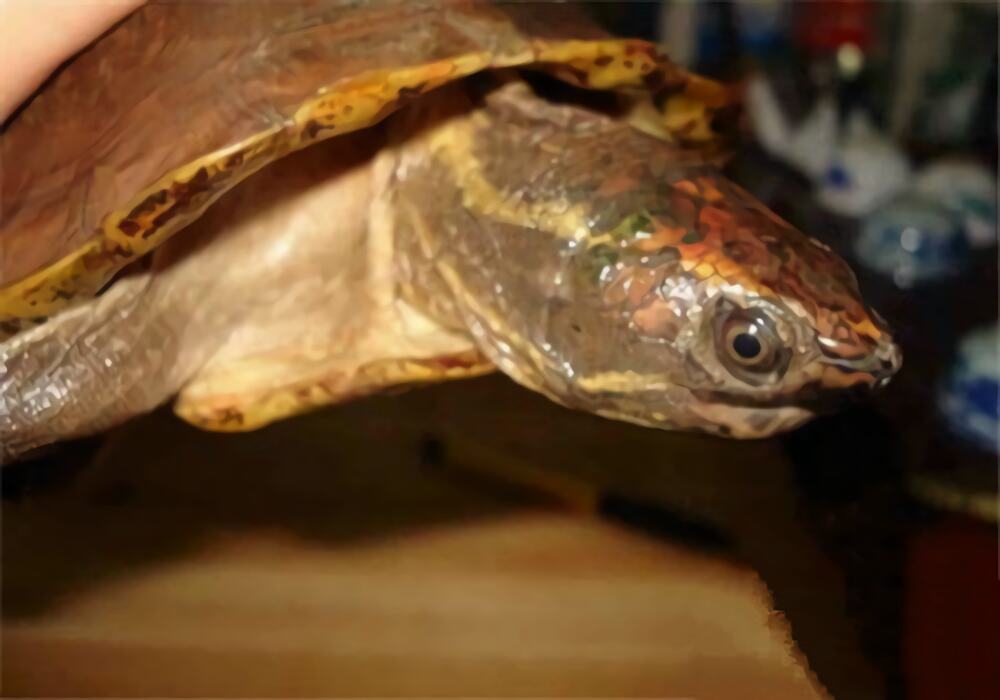 马来果龟身份信息