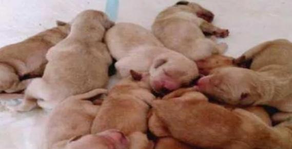 主人发现狗狗肚子胀气,送去医院检查,竟在肚子里取出上万元钱