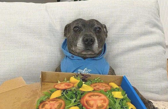 狗狗认为主人家买来比萨笑容太高兴，結果看了是水果沙拉，微笑就消退了