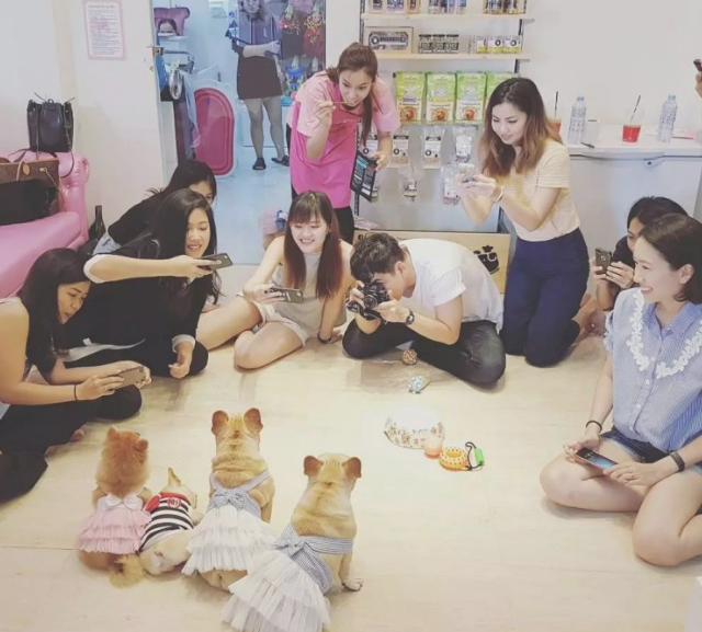 小宠物斗牛犬的身上这5点!许多人一直都误解了!
