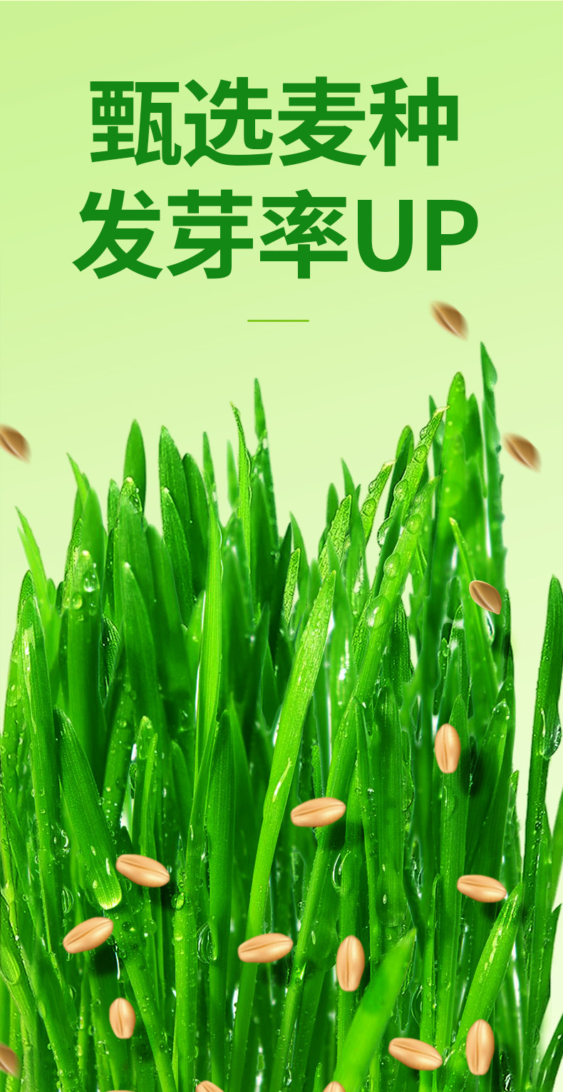 猫草罐头懒人猫草种植套装（不包邮）