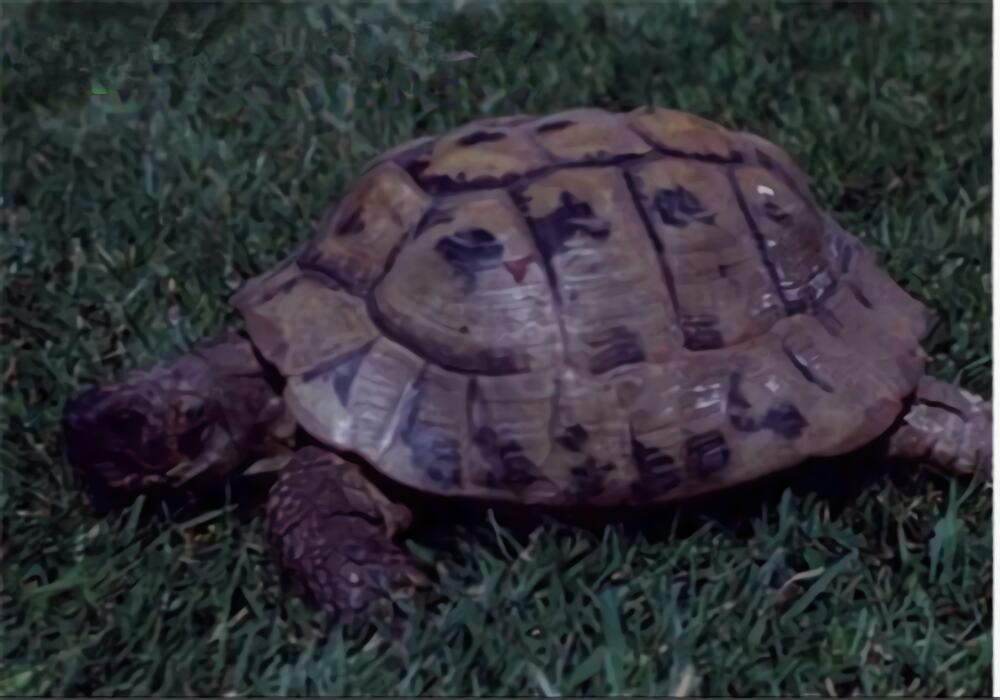 西部赫曼陆龟身份信息