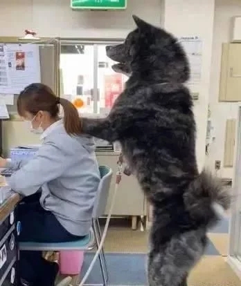 80斤柴犬喜欢熊抱,日本小姐姐险些被压伤