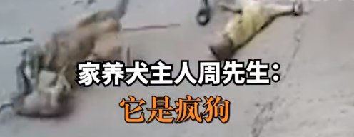 疯狗扑咬幼童,家犬冲上前将其赶跑,犬主:养了7年很有灵性