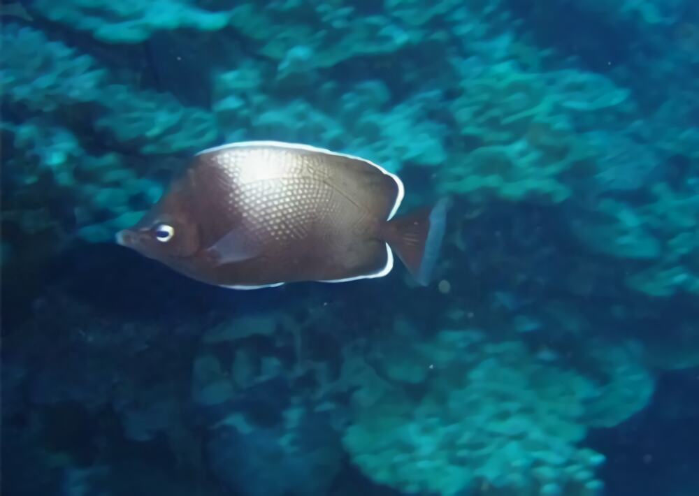 复活岛蝶身份信息