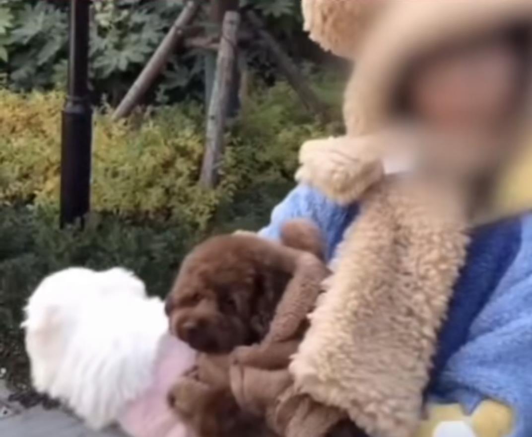 陕西夫妻遛狗不牵绳扑向小孩,狗主人:狗比你家孩子金贵!