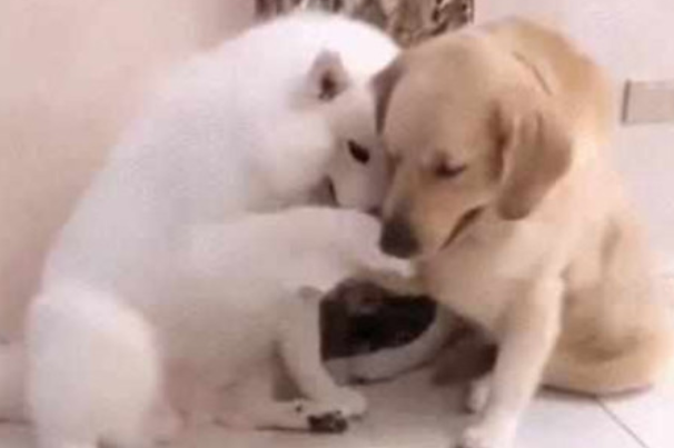 萨摩耶留食材给金毛狗狗吃,金毛狗狗不吃反礼让,结果令主人啼笑皆非