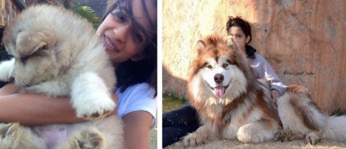 阿拉斯加雪橇犬短短几个月 竟成一头大狮子